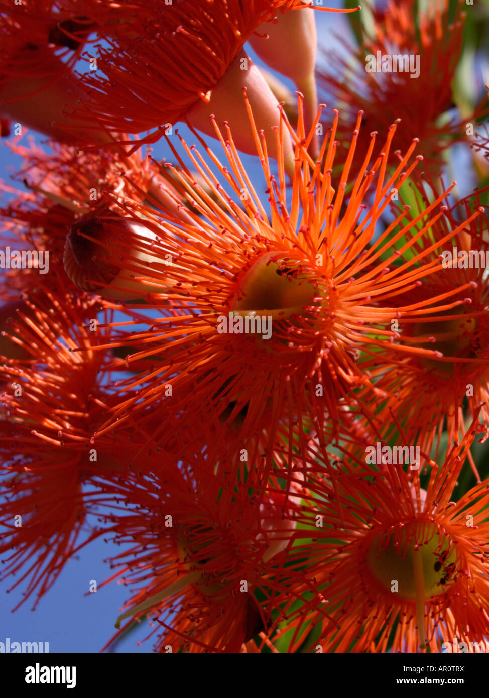 Red flowering gum (Corymbia ficifolia syn. Eucalyptus ficifolia) Stock Photo