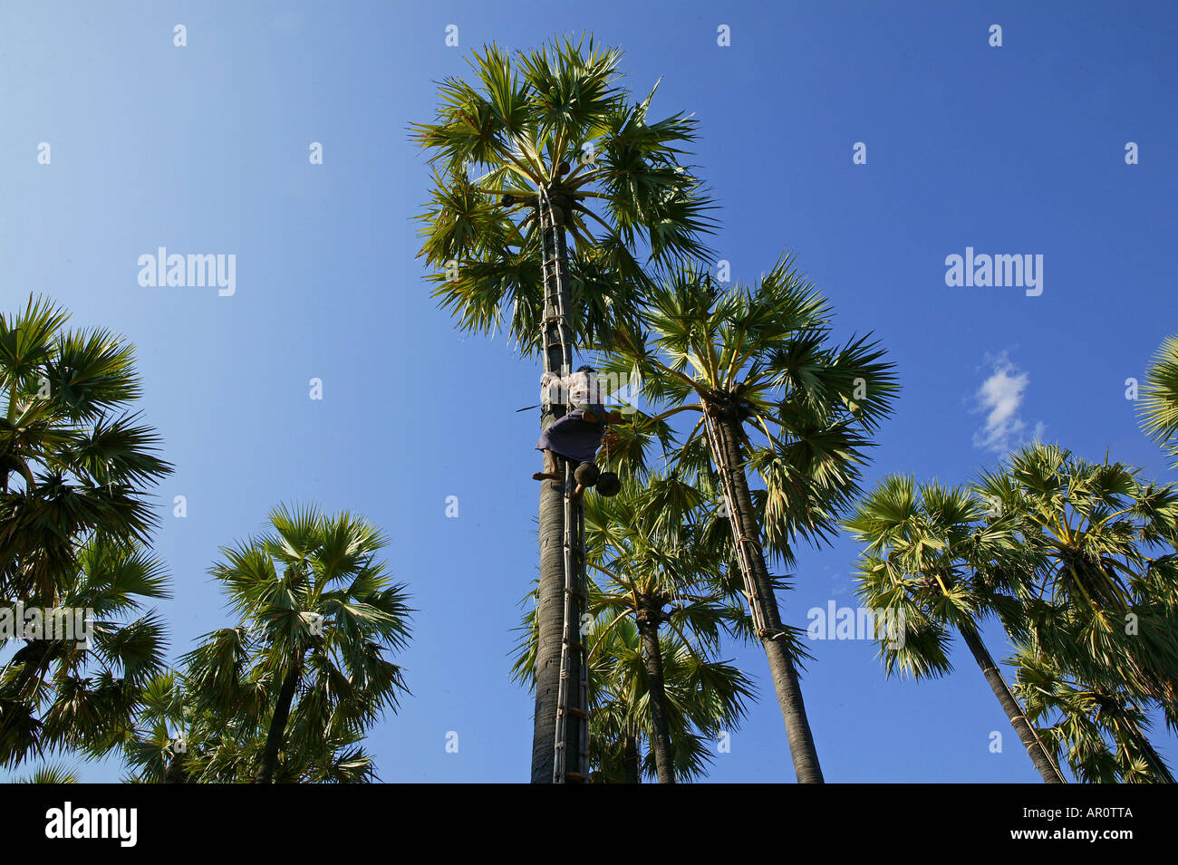 Palmyra palm, Bagan, PalmyraPalm for sugar, Myanmar Stock Photo Alamy