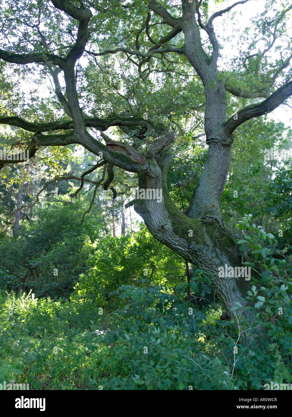 Quercus fagaceae hires stock photography and images Alamy