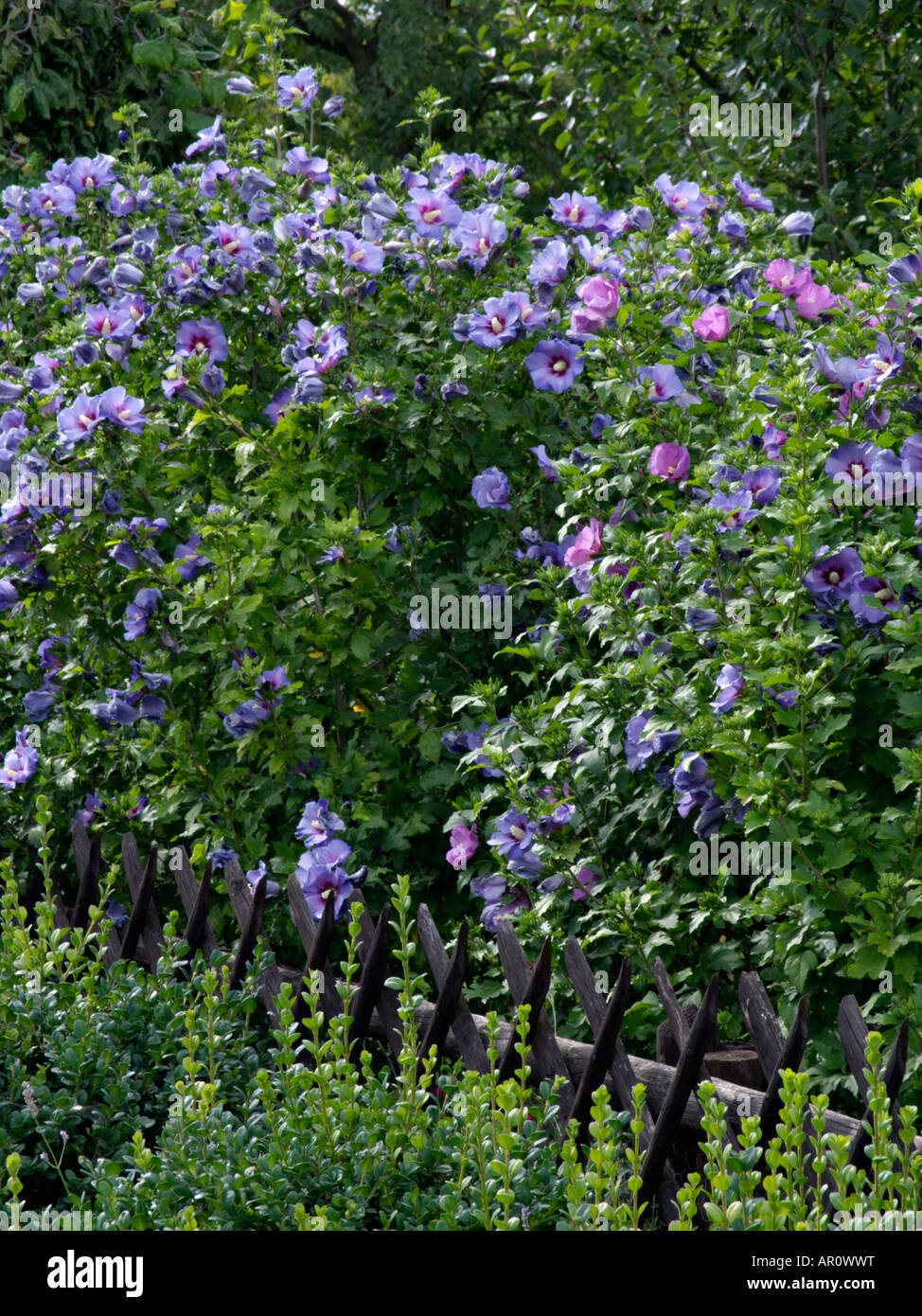 Hibiscus shrub hi-res stock photography and images - Alamy