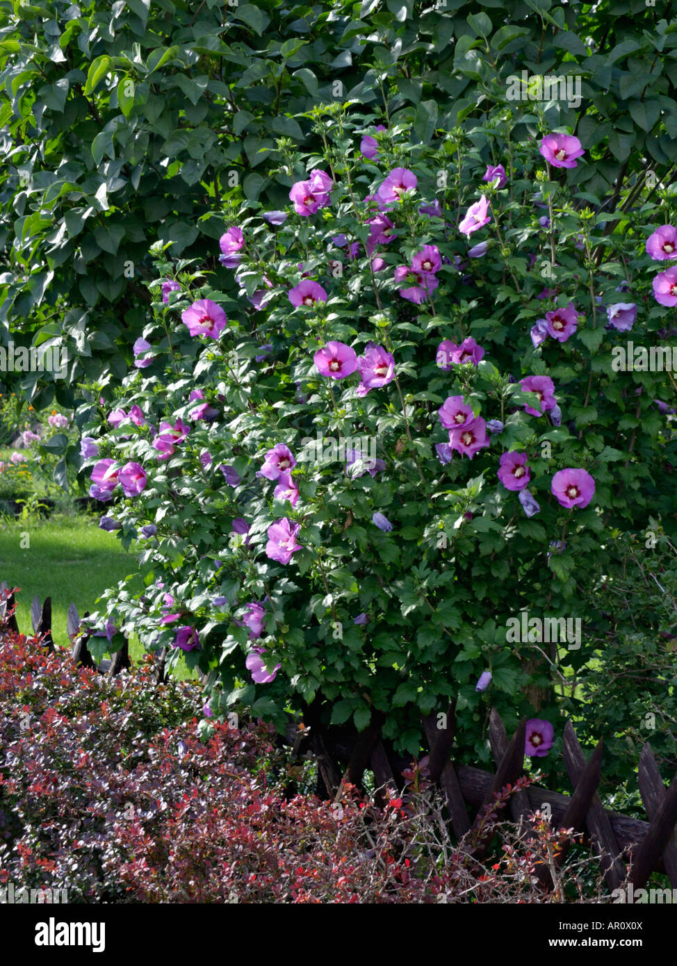 Common hibiscus (Hibiscus syriacus Stock Photo Alamy