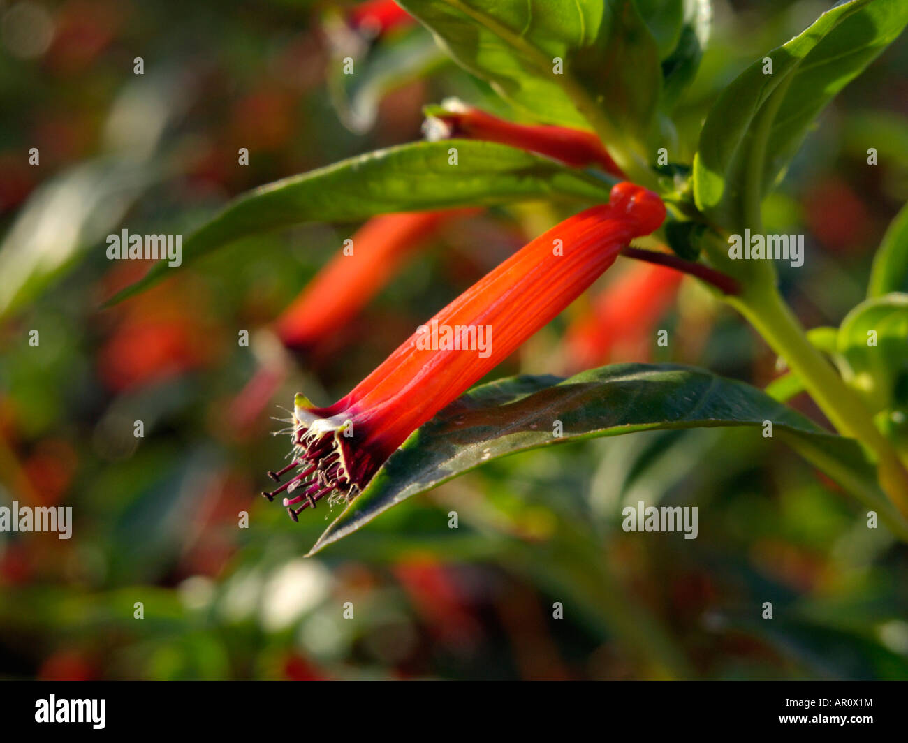 Cigar flowers cuphea ignea hires stock photography and images Alamy