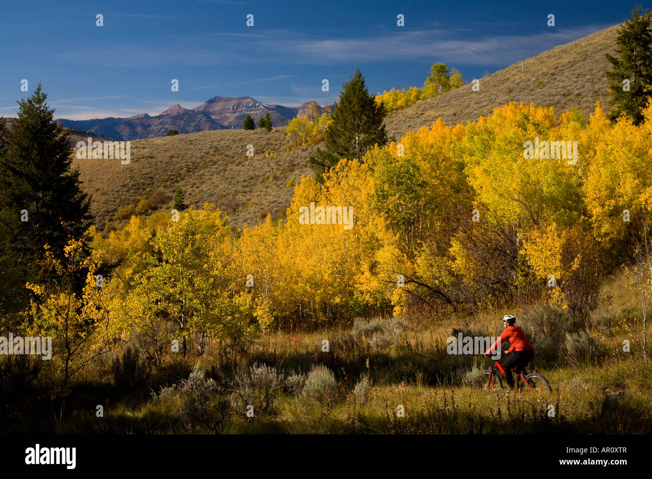 Mountain biking in Bridger Teton National Forest Jackson Hole Wyoming
