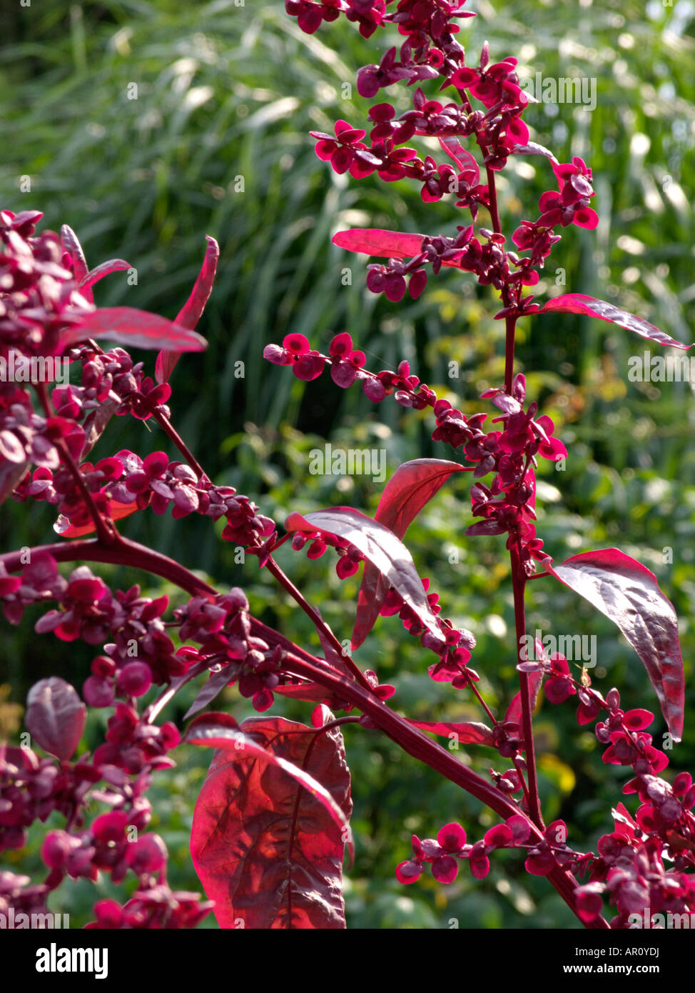 Red garden orache (Atriplex hortensis var. rubra) Stock Photo