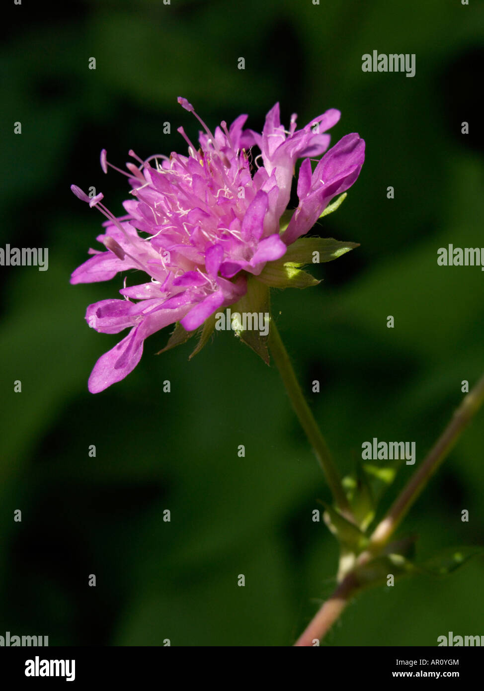 Hungarian widow flower (Knautia drymeia) Stock Photo