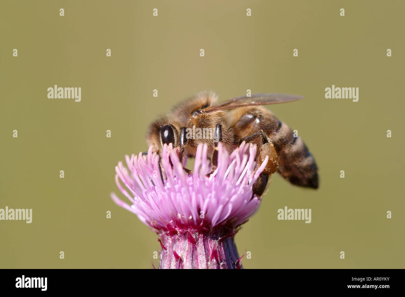 pollination Stock Photo