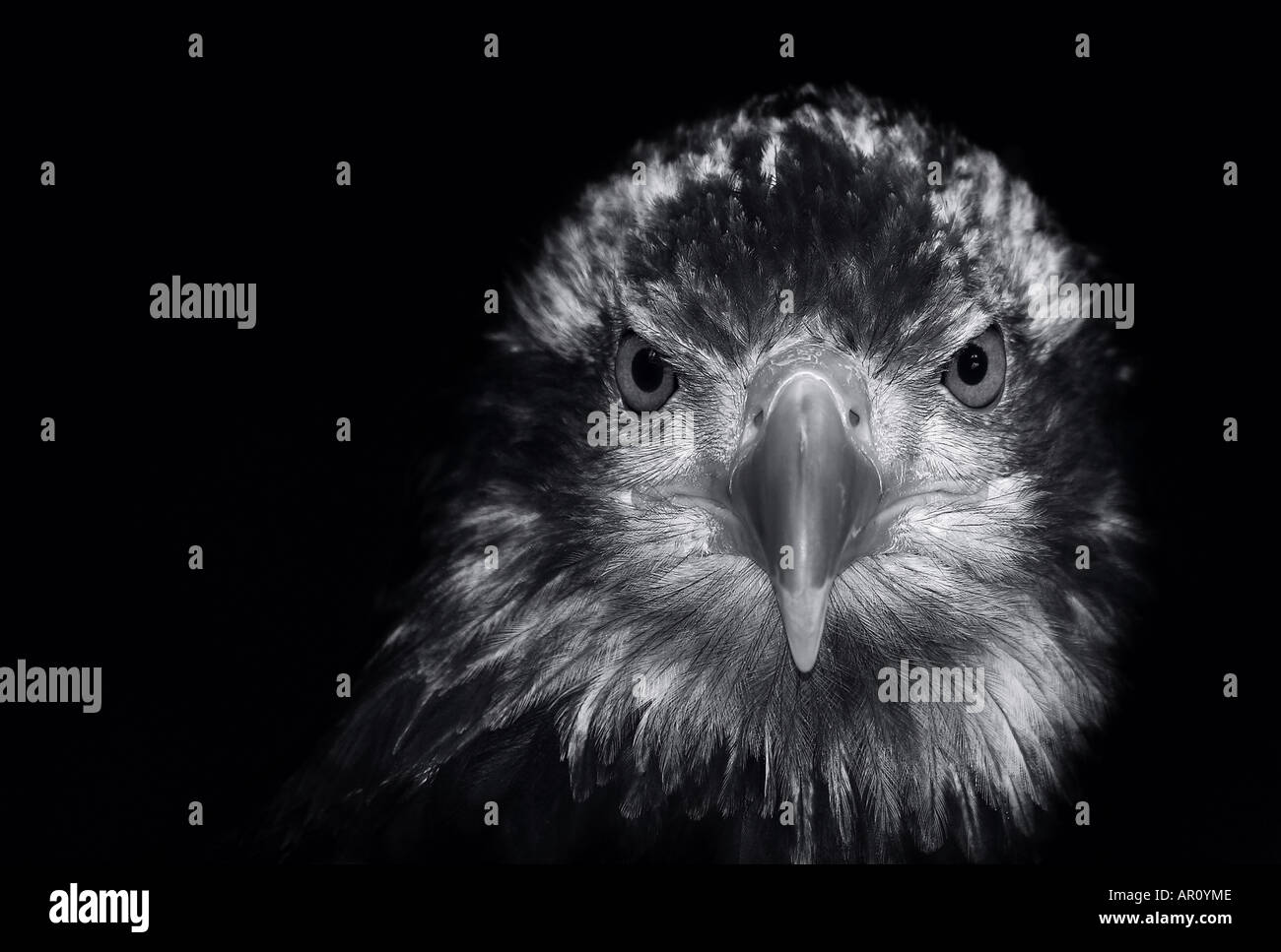 Black eagle face hi-res stock photography and images - Alamy