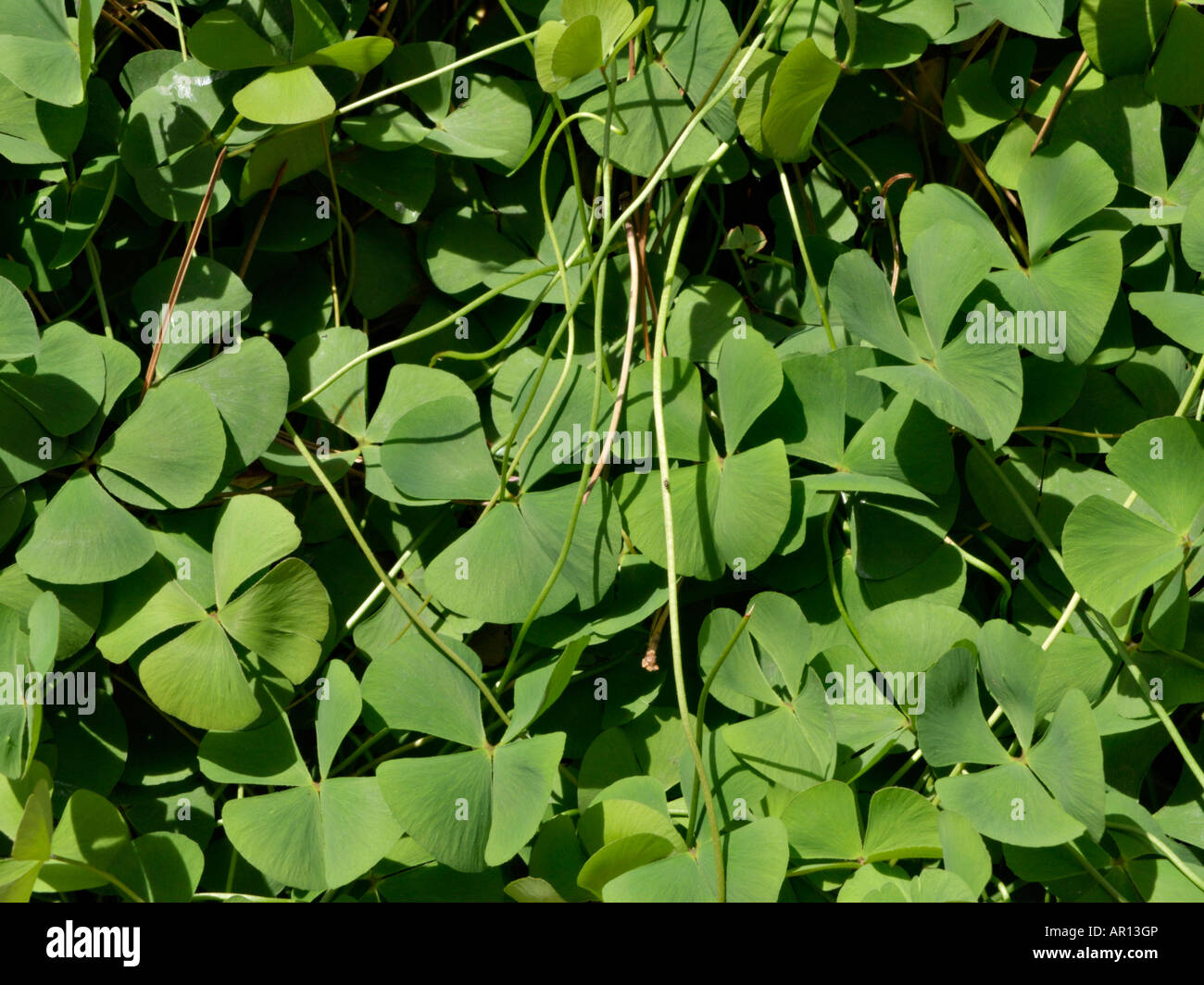 Four leaf clover (Marsilea quadrifolia) Stock Photo