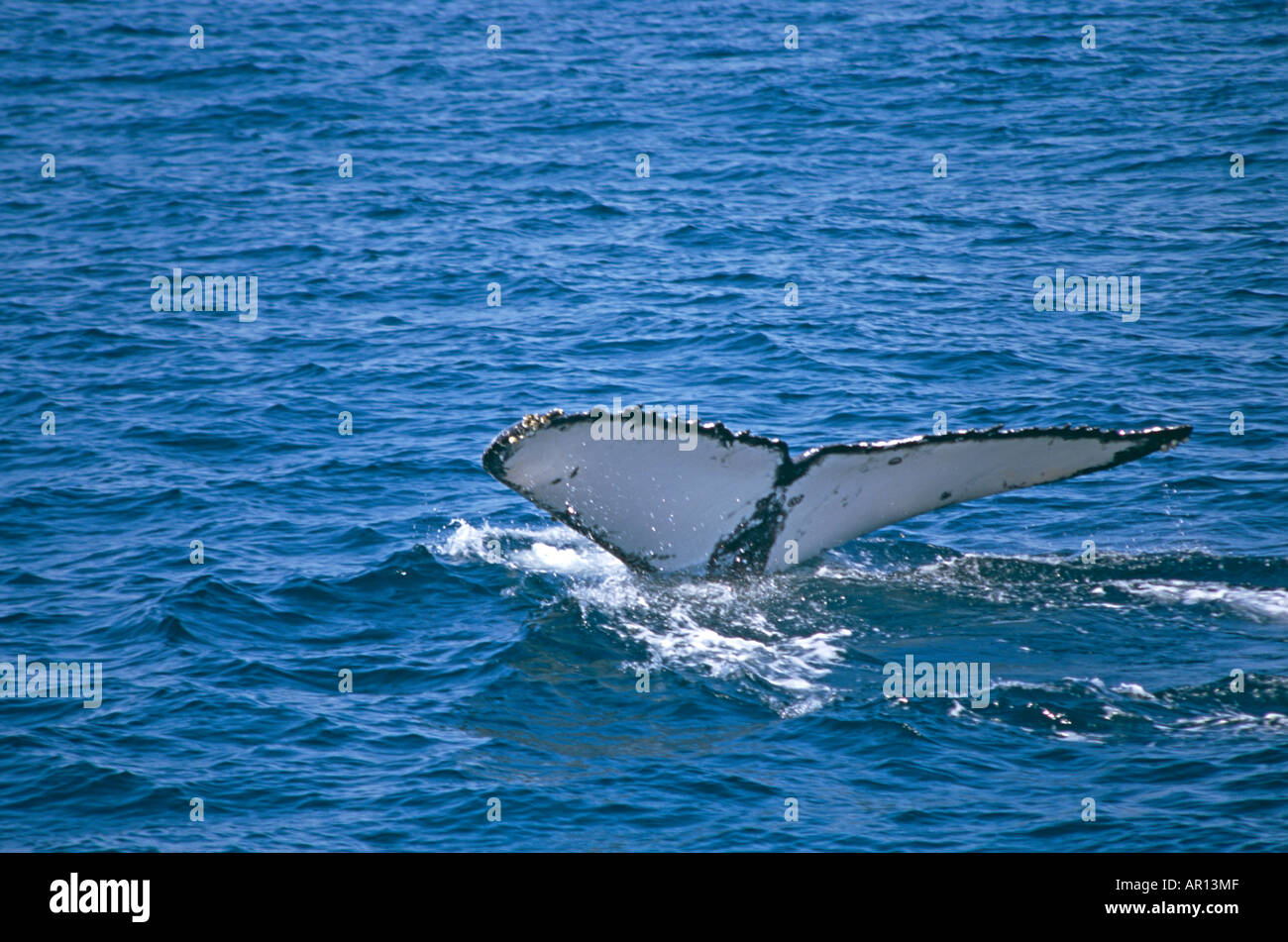 Tail of a humpback whale swimming off the eastern coast of Australia ...