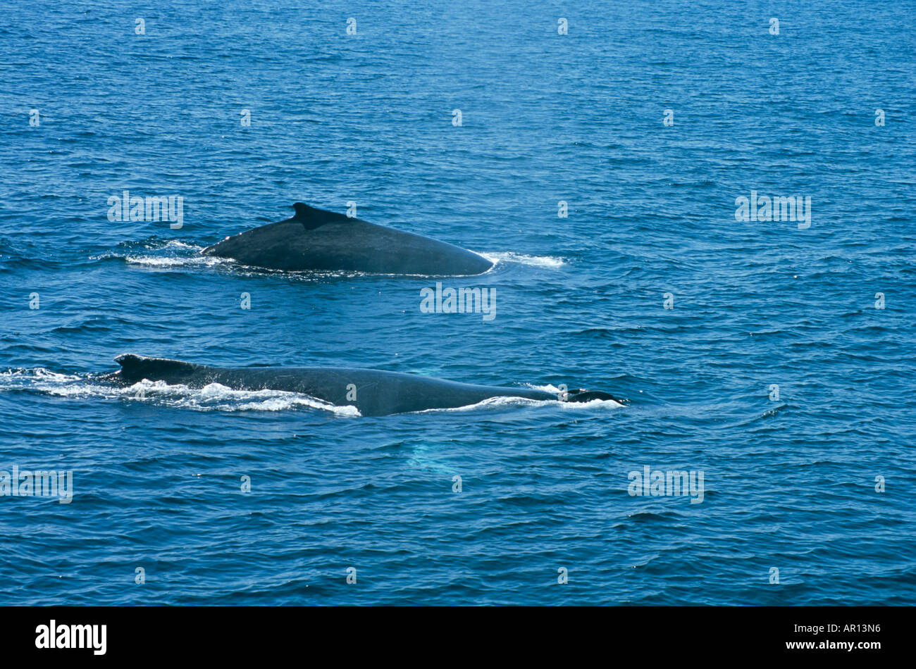 Two Humpback Whales Swimming Off The Eastern Coast Of Australia