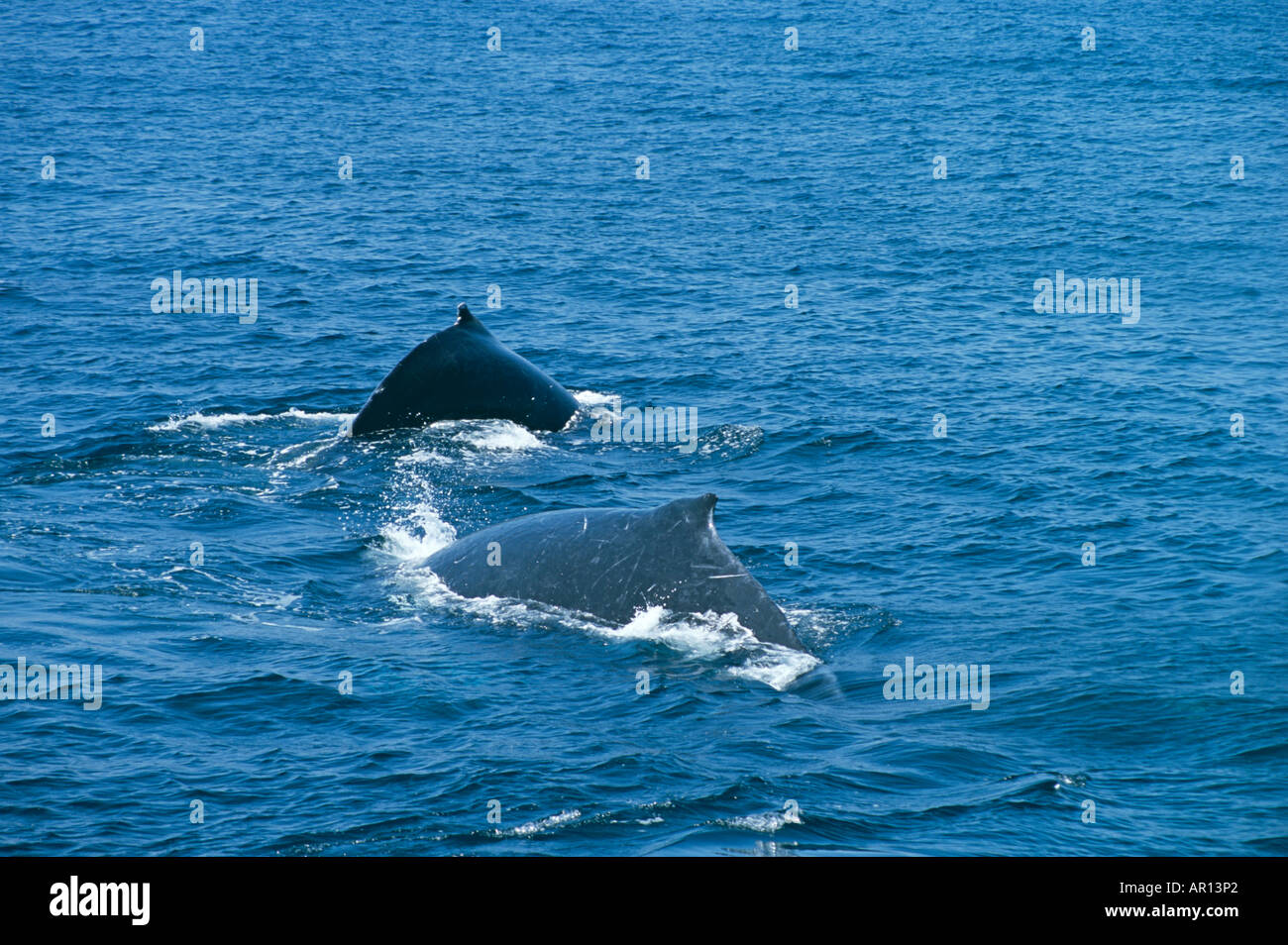 Two humpback whales swimming off the eastern coast of Australia Stock ...