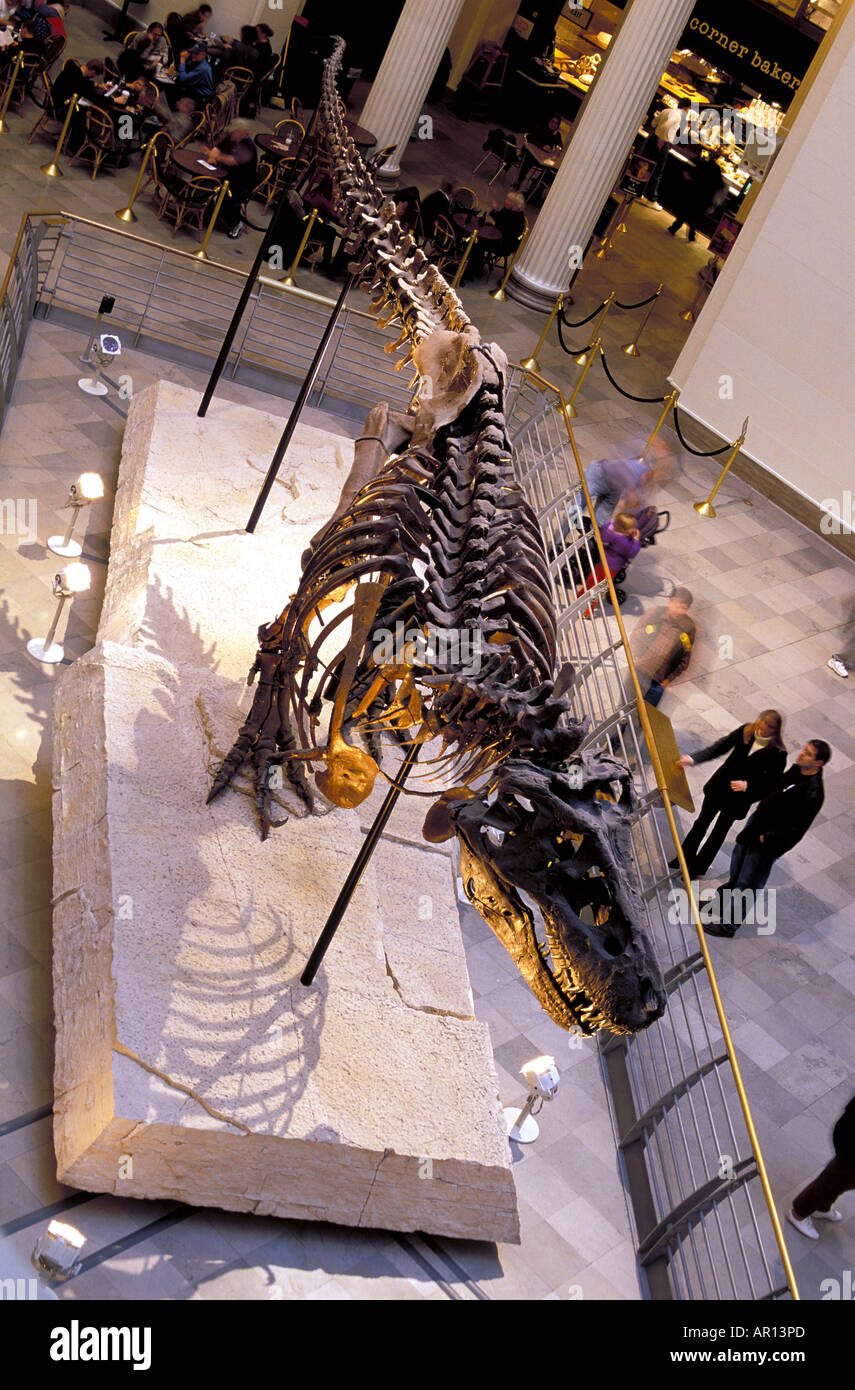 The beautiful huge skeleton of the T Rex Sue at the Museum of Natural History in Chicago USA Stock Photo