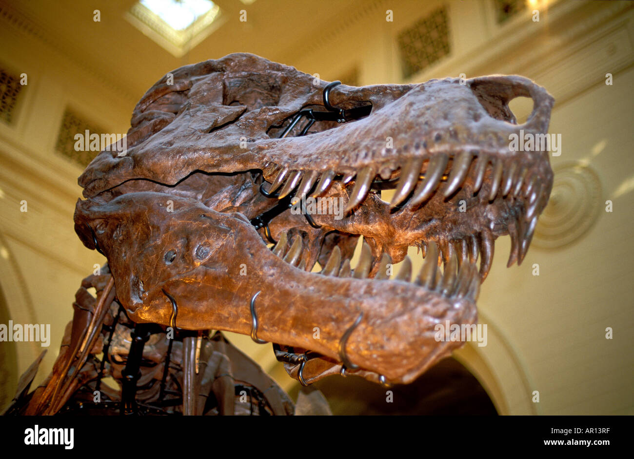 Detail of the head of the beautiful huge skeleton of the T Rex Sue at the Museum of Natural History in Chicago USA Stock Photo