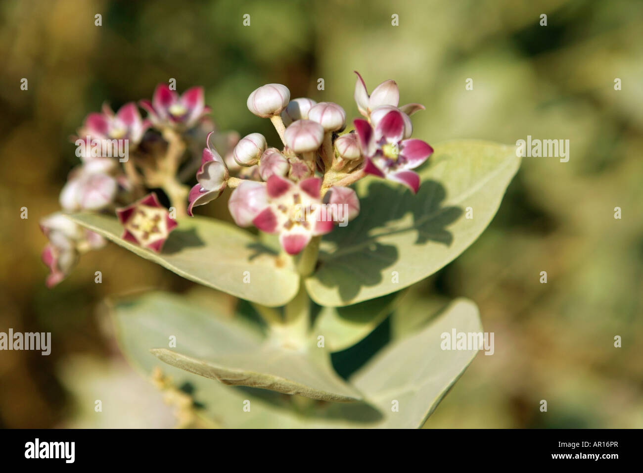 Desert plants hi-res stock photography and images - Alamy