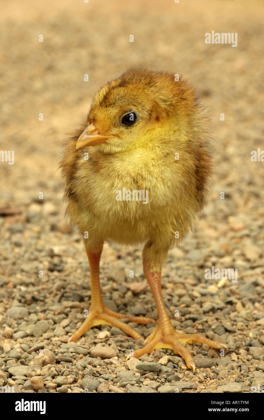 A day old chick of a golden pheasant Chrysolophus pictus. Stock Photo