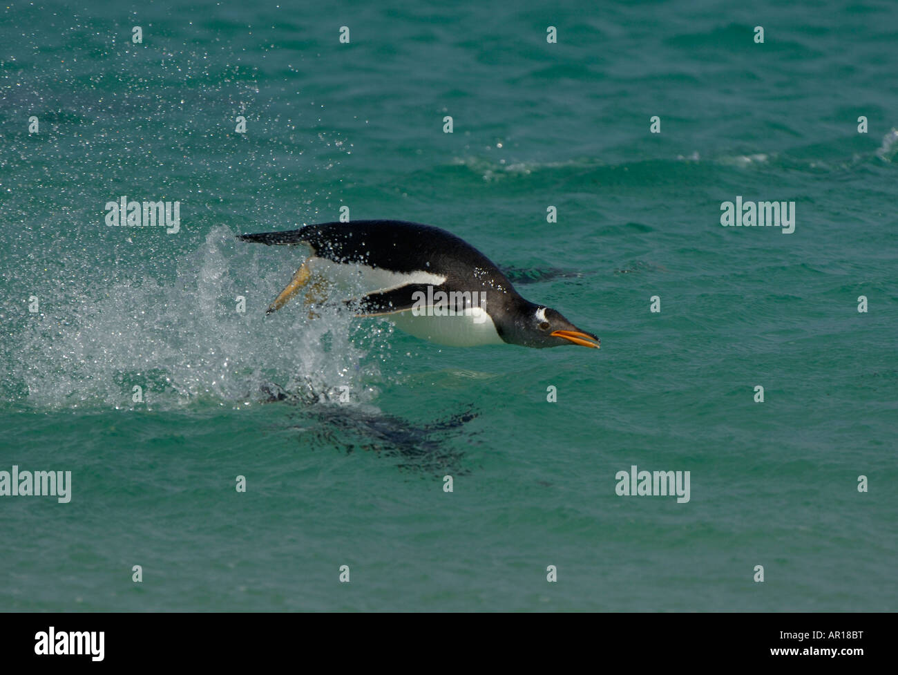 Gentoo Penguin Pygoscelis papua New Island Falkland Islands porpoising leaping from water Stock Photo