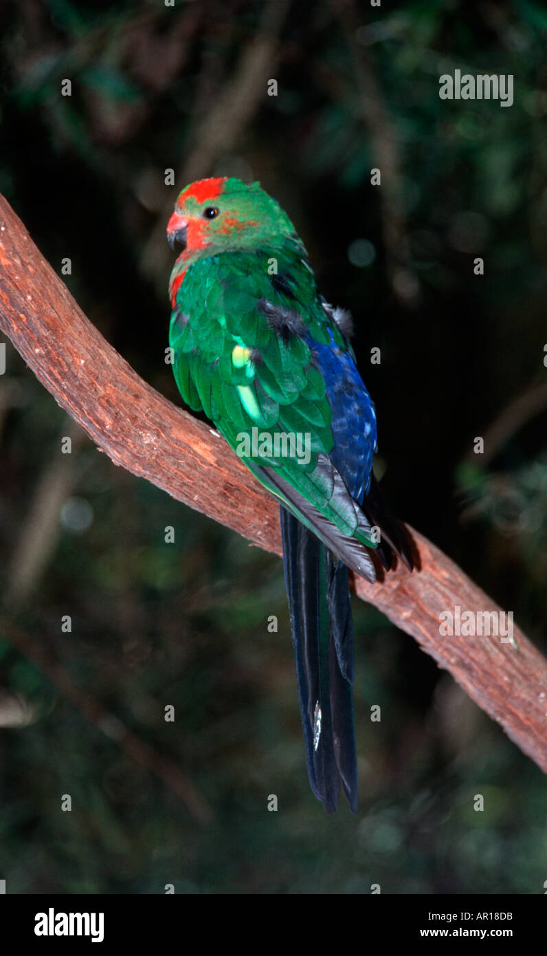 Ballarat bird world hires stock photography and images Alamy