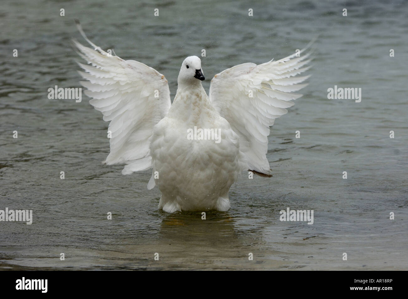 Male Kelp Goose Chloephaga hybrida spreading wings New Island Falkland Islands Stock Photo