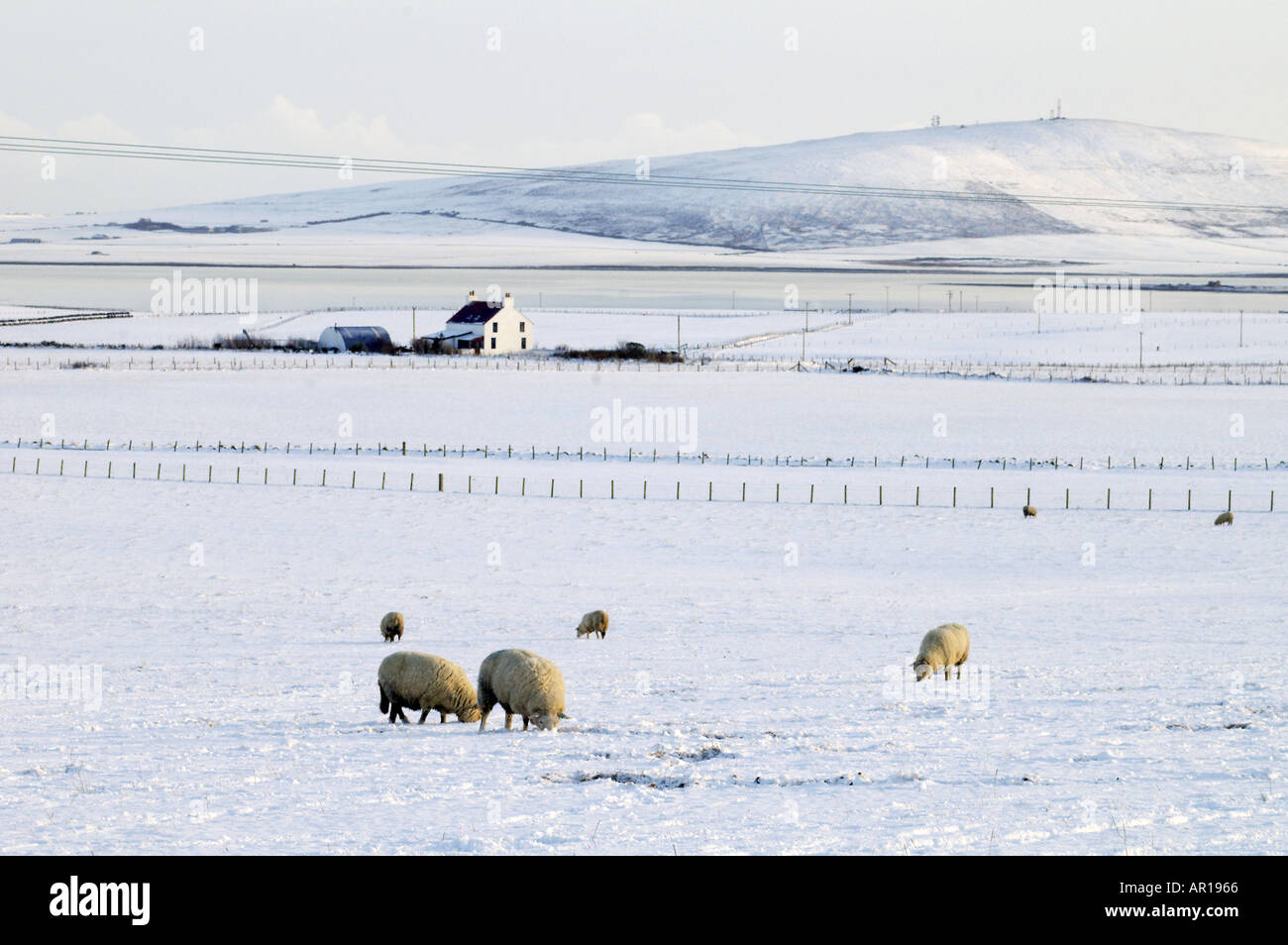dh Bay of Firth FIRTH ORKNEY Sheep flock feeding wintery white snow fields house loch Stock Photo
