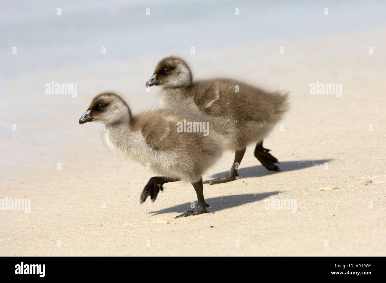 Upland Goose Chloephaga picta two chicks walking on sandy beach New Island Falkland Islands Stock Photo