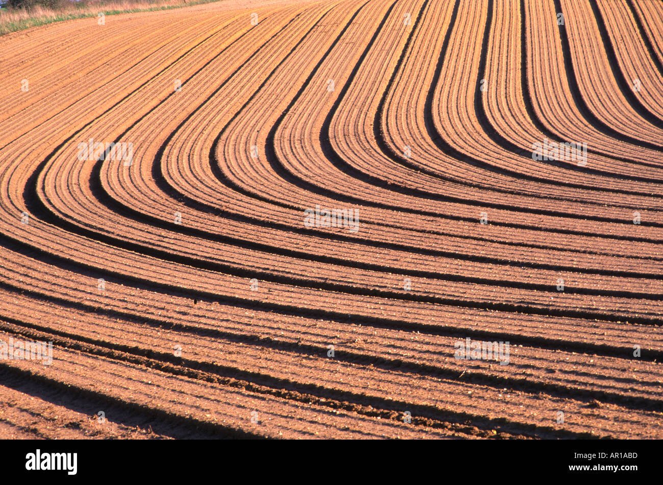 Plough patterns in sandy soil Suffolk Stock Photo