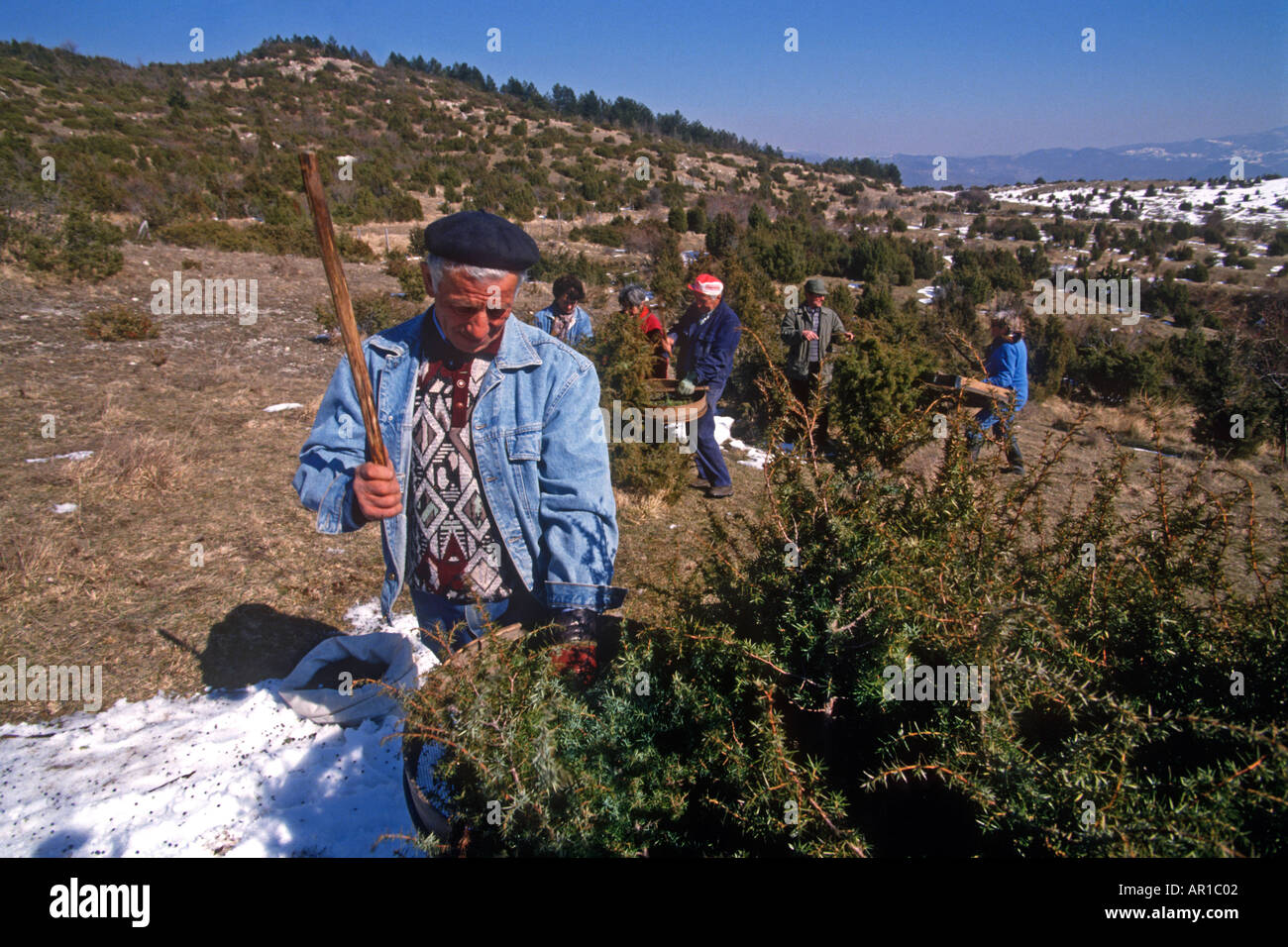 01 03 1996 Tuscany Italy Harvesting Juniper berries for use in making
