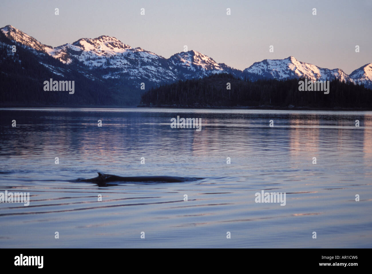 humpback whale Megaptera novaeangliae swimming in Saw Mill Bay Prince William Sound Alaska Stock Photo