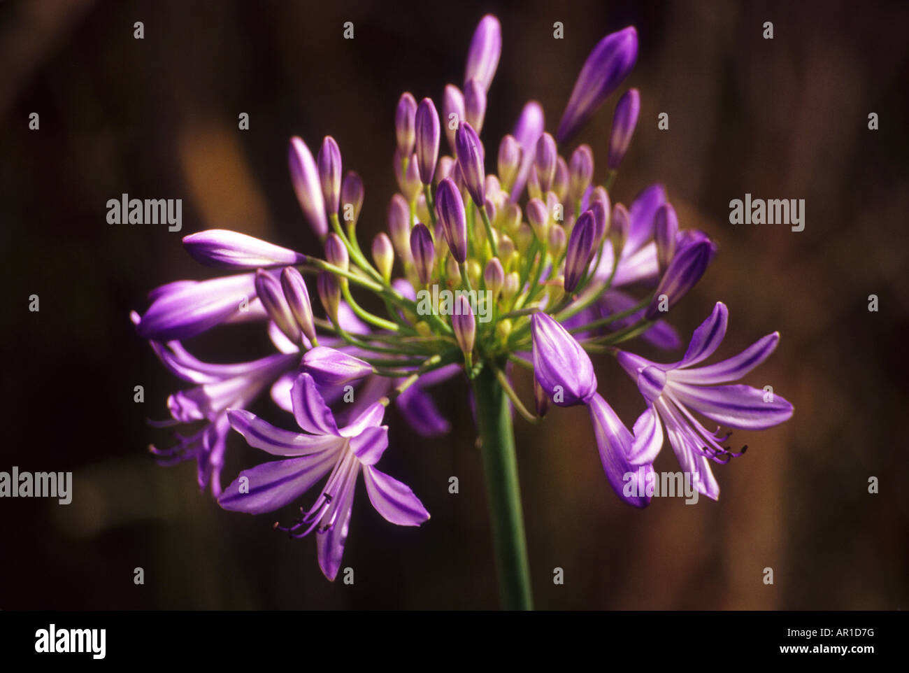 An agapanthus flower grows in New South Wales, Australia. The flower is