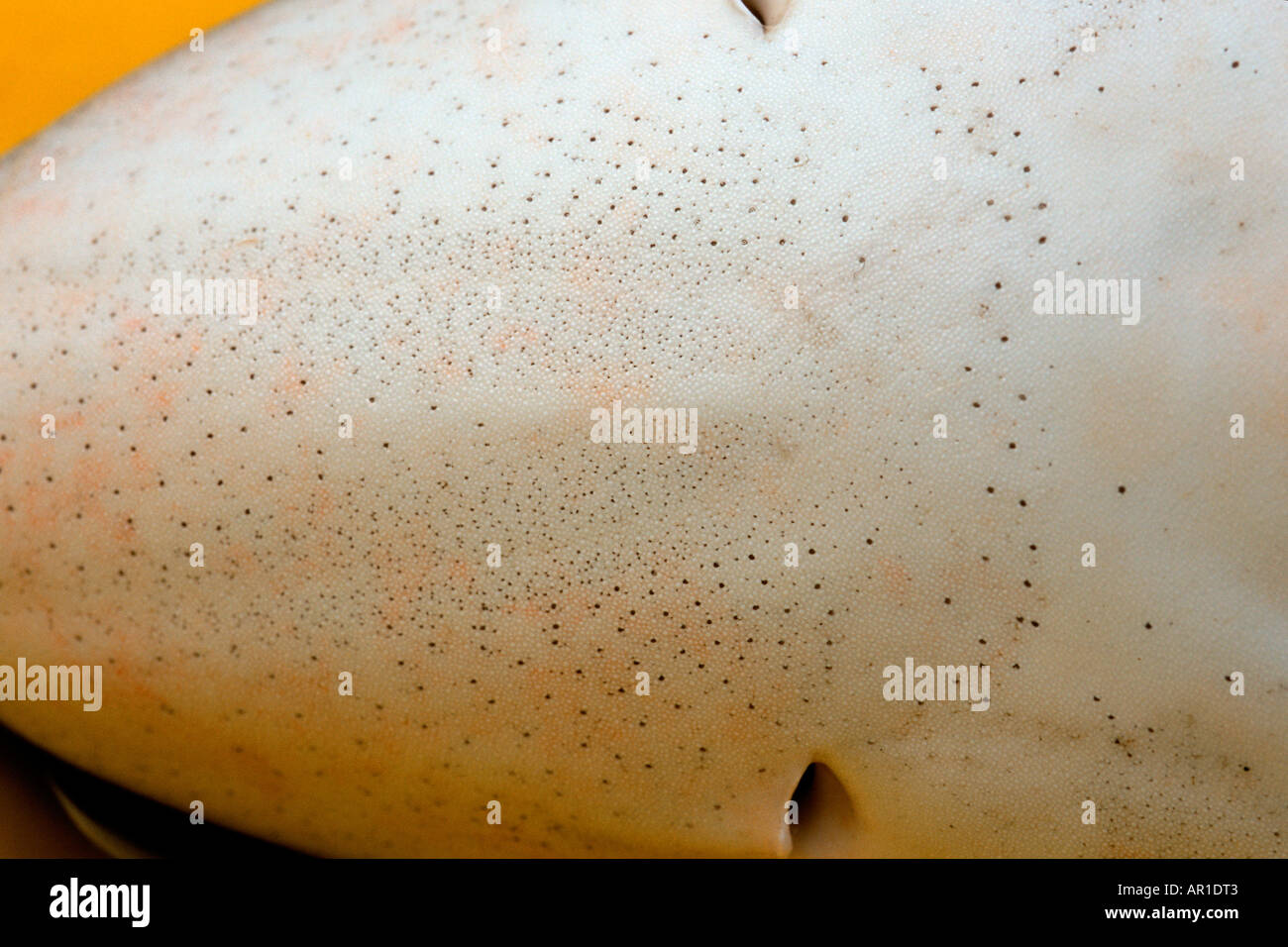 Blue shark Prionace glauca ampullae of lorenzini California Pacific