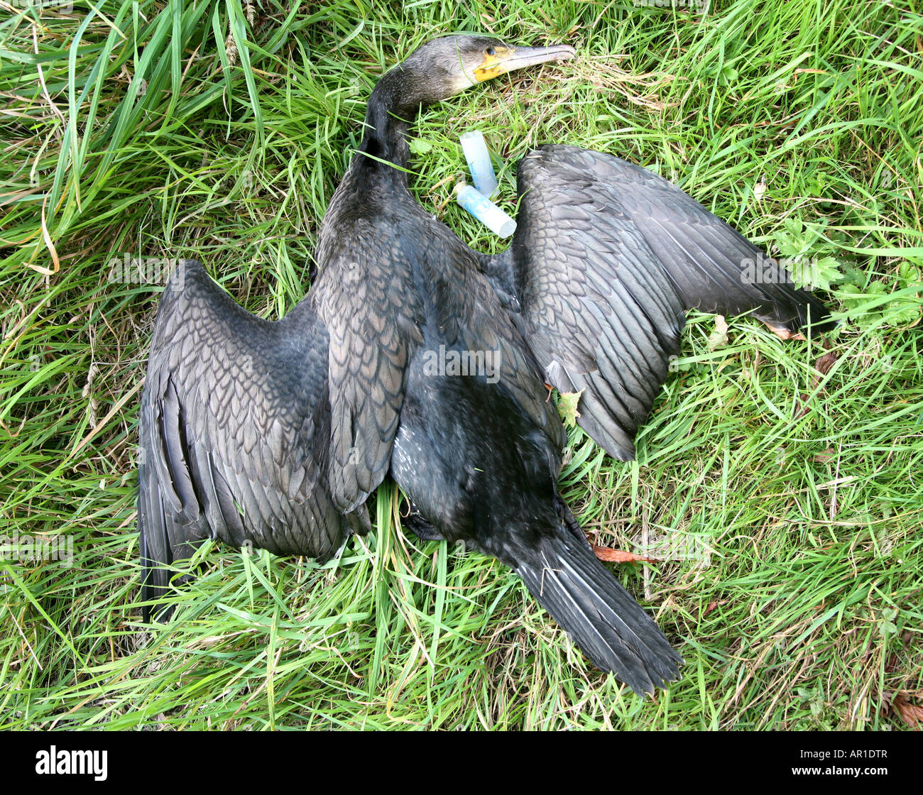 cormorant illegally shot dead Stock Photo