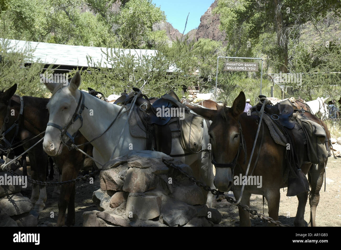 Mules at Phantom Ranch in Grand Canyon National Park Stock Photo