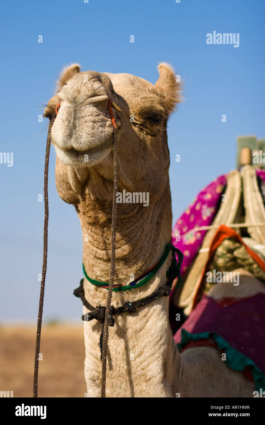 Camel on safari - Thar desert, Rajasthan, India Stock Photo - Alamy