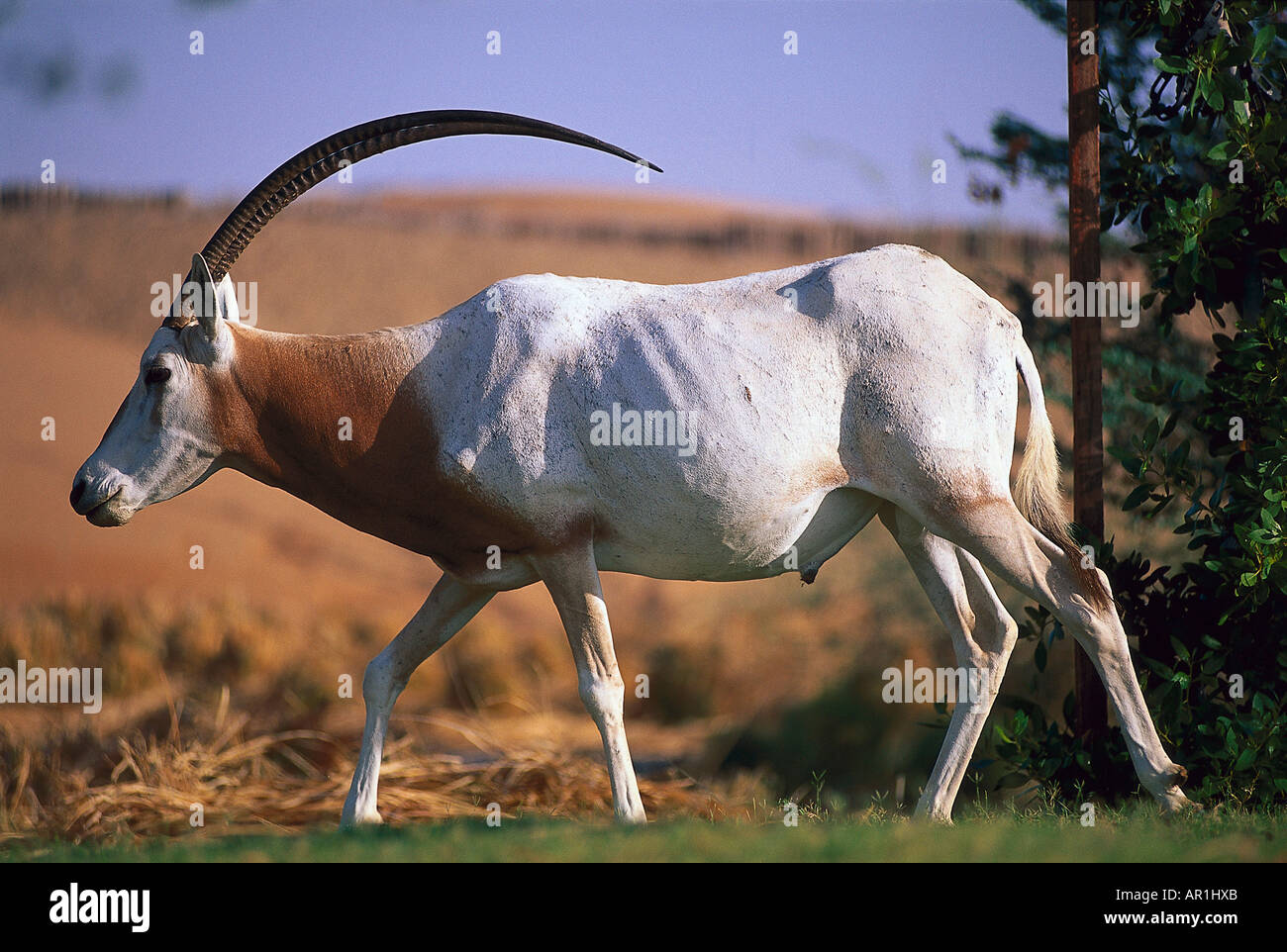 Onyx antelope hi-res stock photography and images - Alamy