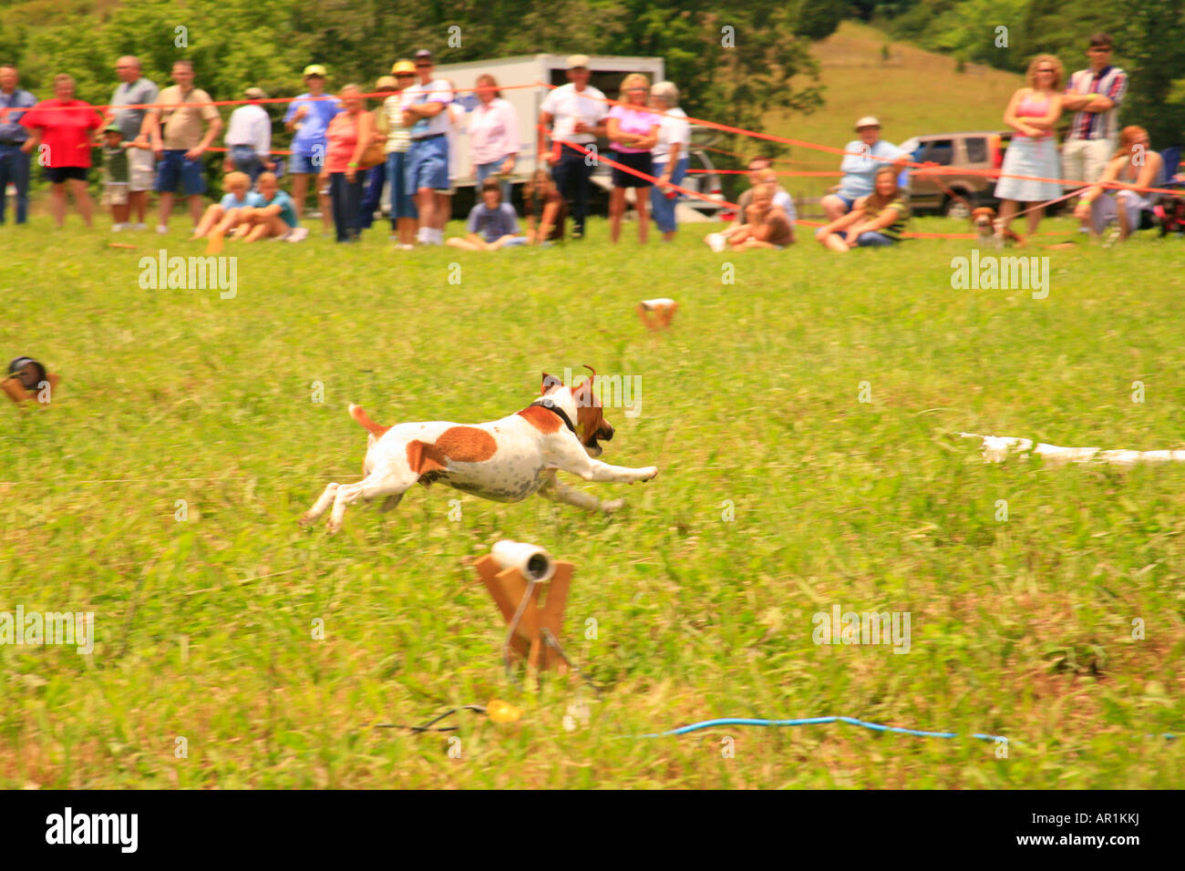 Lure Coursing, Horse & Hound Wine Festival, Bedford, Virginia, USA Stock Photo