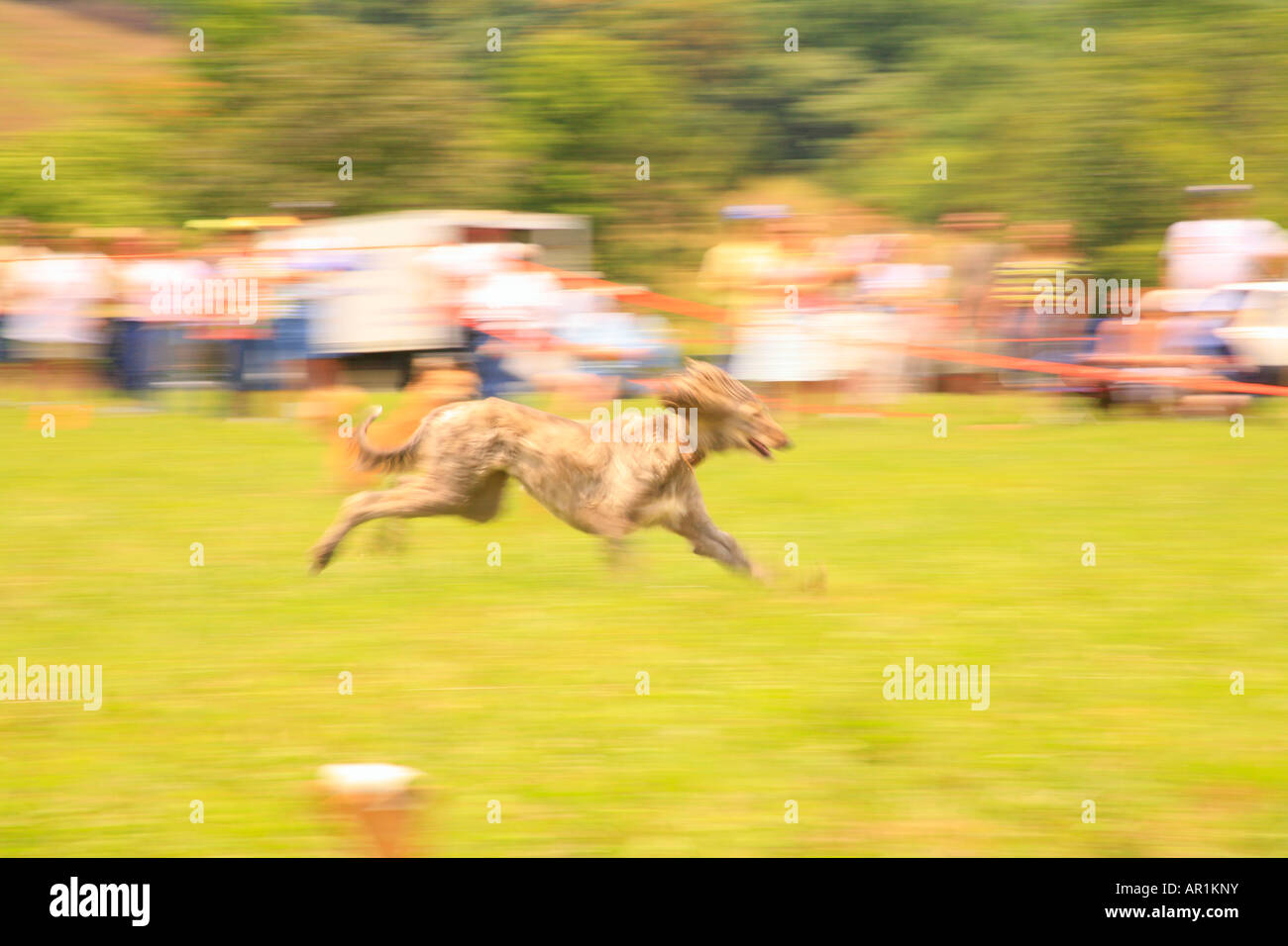 Lure Coursing, Horse & Hound Wine Festival, Bedford, Virginia, USA Stock Photo