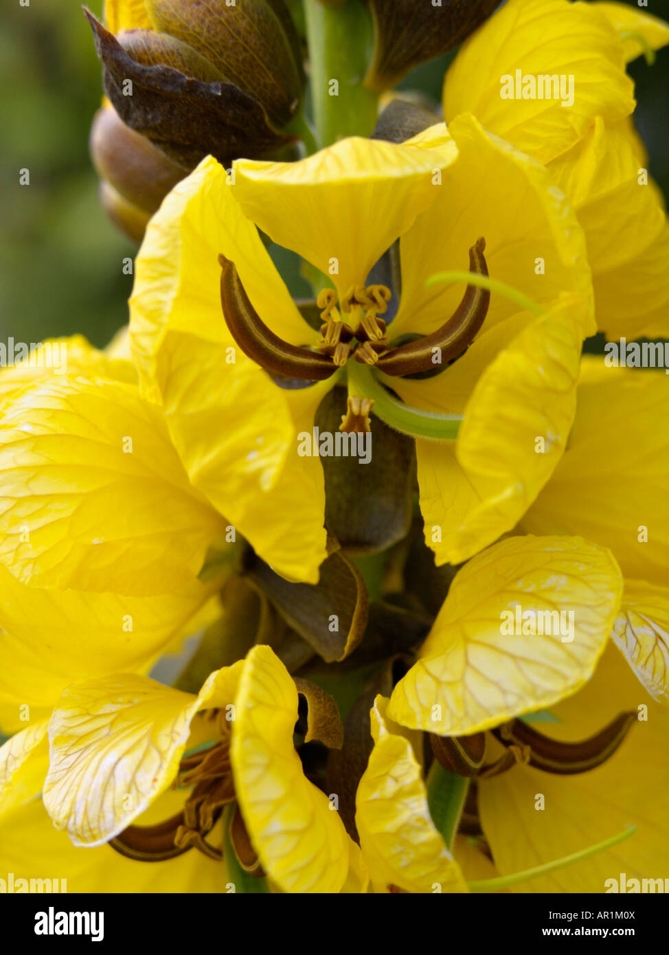 African senna (Senna didymobotrya syn. Cassia didymobotrya) Stock Photo
