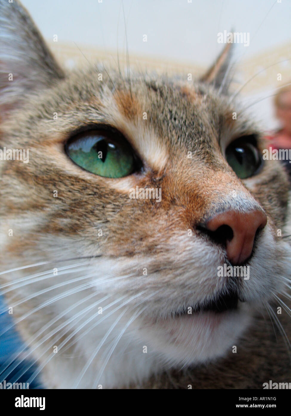 portrait of a tabby cat Stock Photo - Alamy