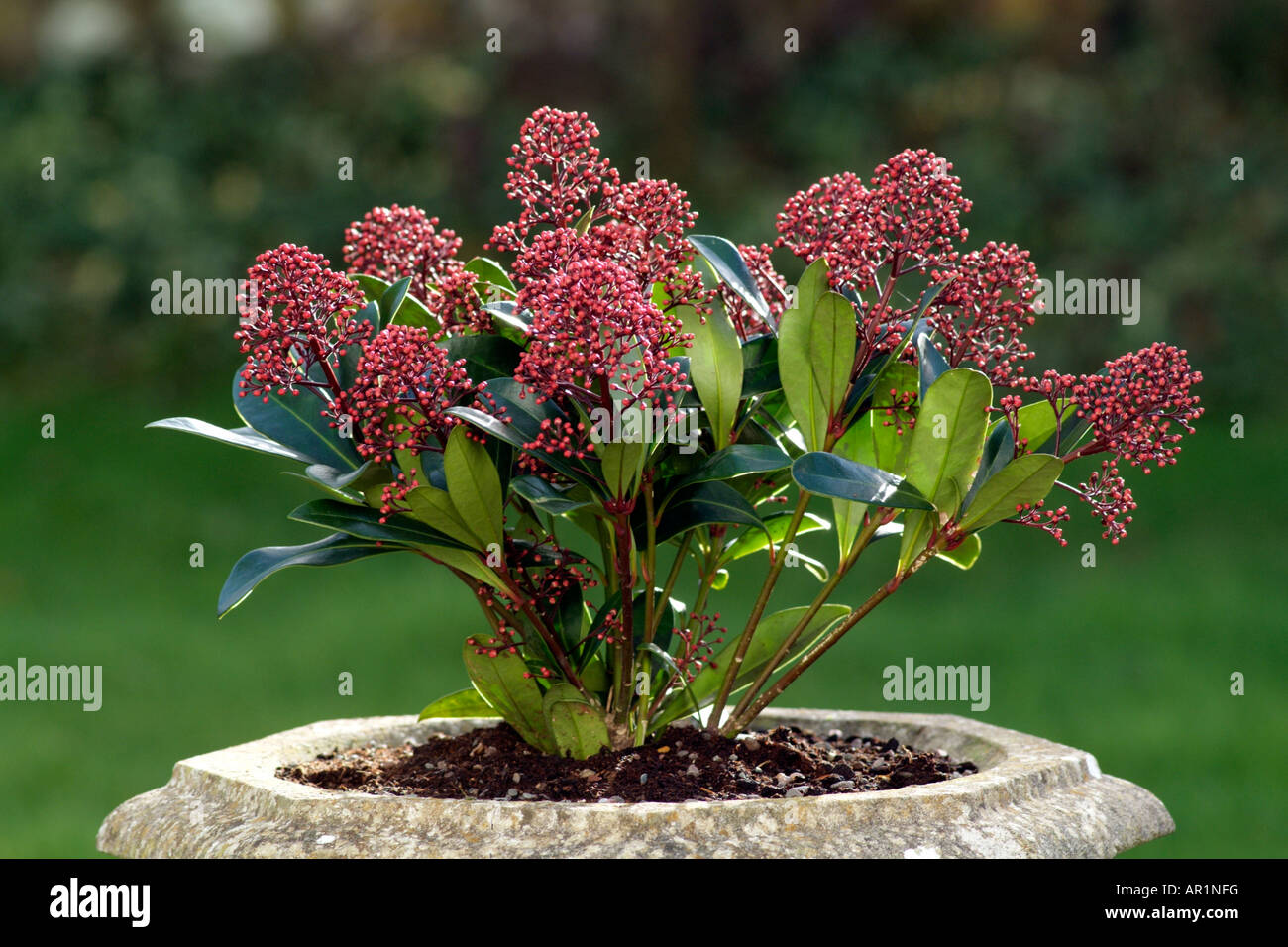 Skimmia Japonica Rubella Shrub Plant in Bud Photo - Alamy