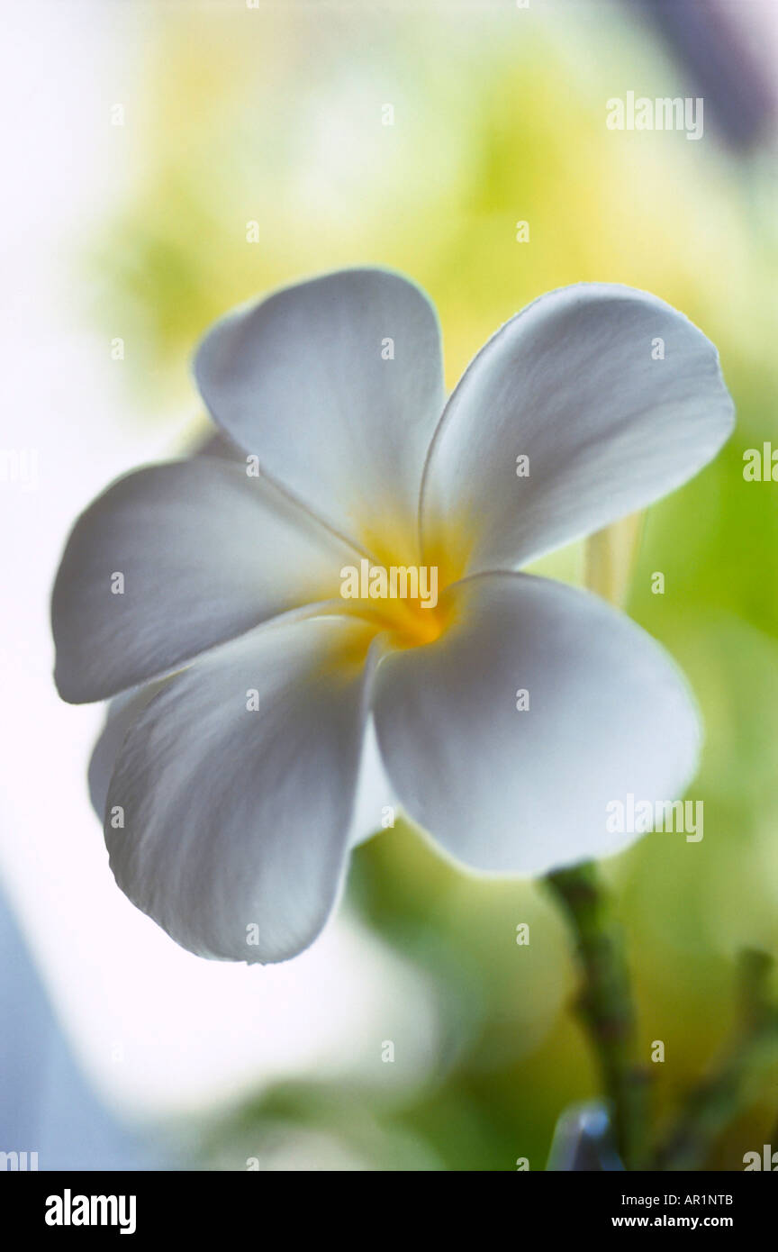 Monoi hires stock photography and images Alamy