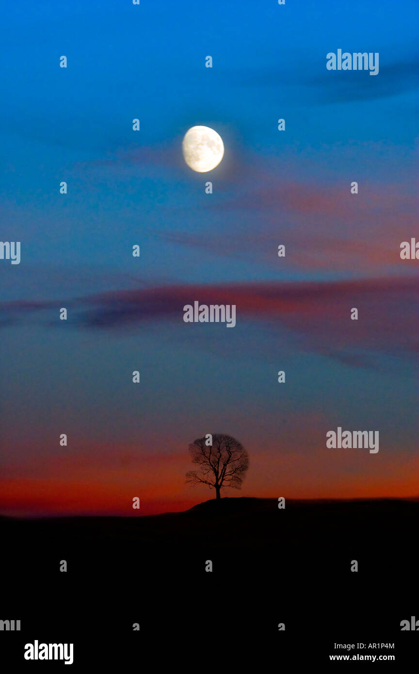 Lone tree silhouetted against a sunset sky with the moon directly ...