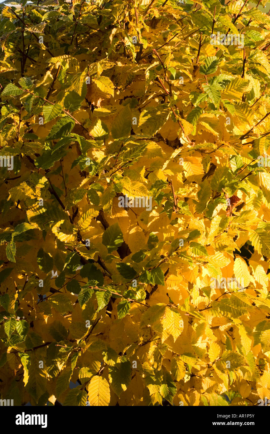 Beech leaves sunshine hi-res stock photography and images - Alamy