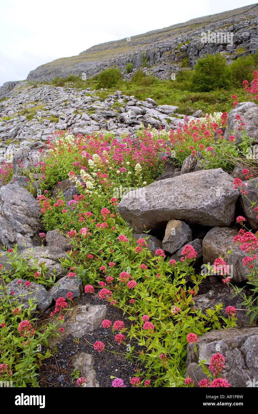 Wildflower irish perennial hi-res stock photography and images - Alamy
