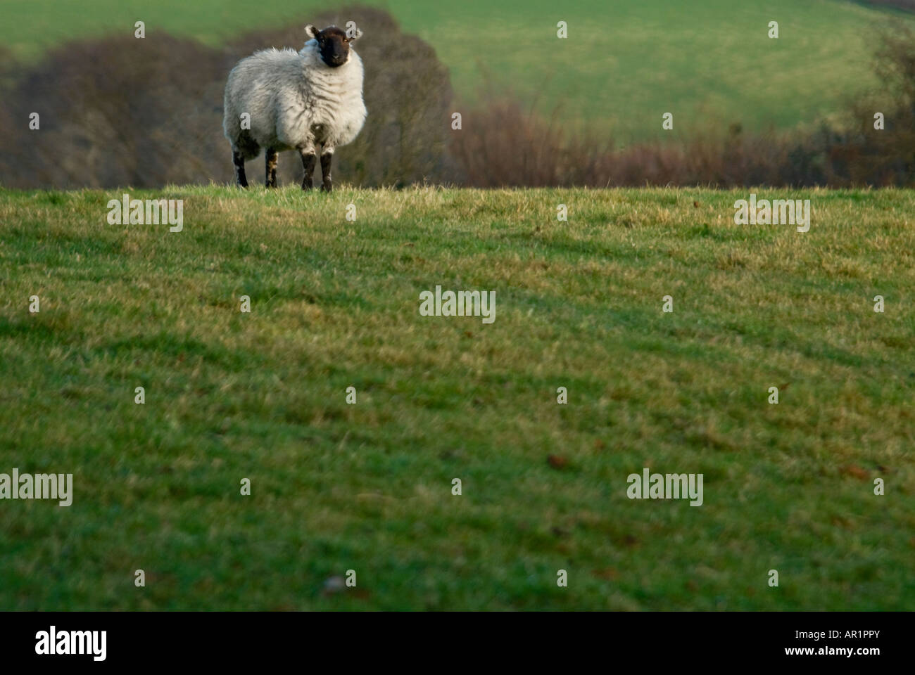 Horizontal view of a solitary Welsh Hill Speckled Face sheep in a field Stock Photo