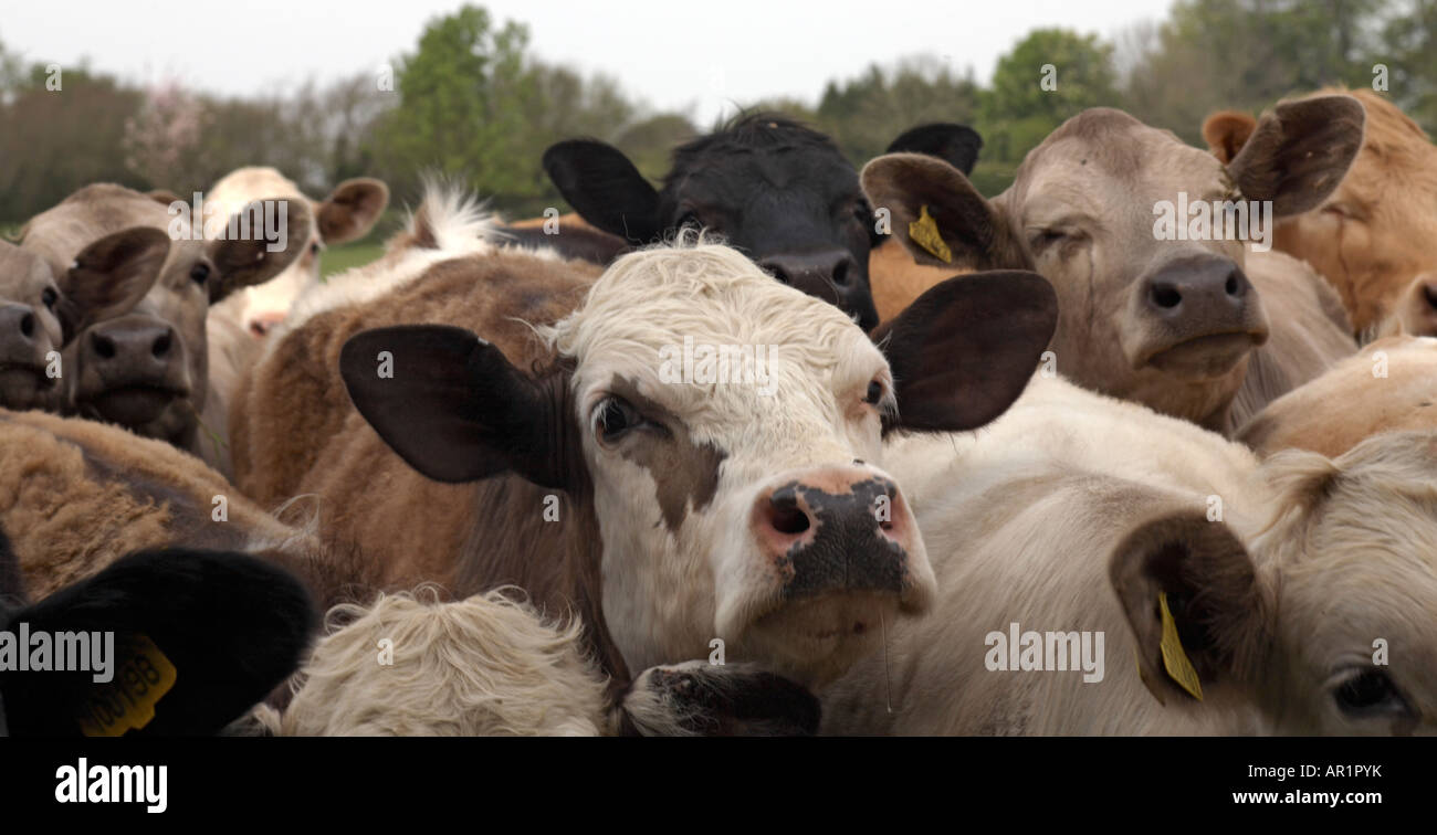 Herd of cows looking into camera at photographer Stock Photo - Alamy