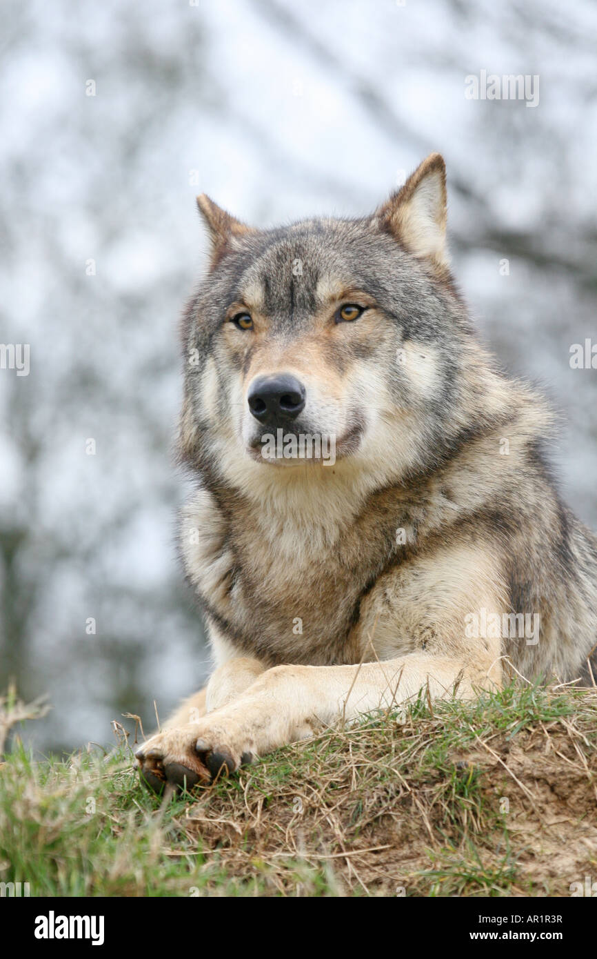 grey wolf sitting at Beenham Conservation Trust Reading Stock Photo