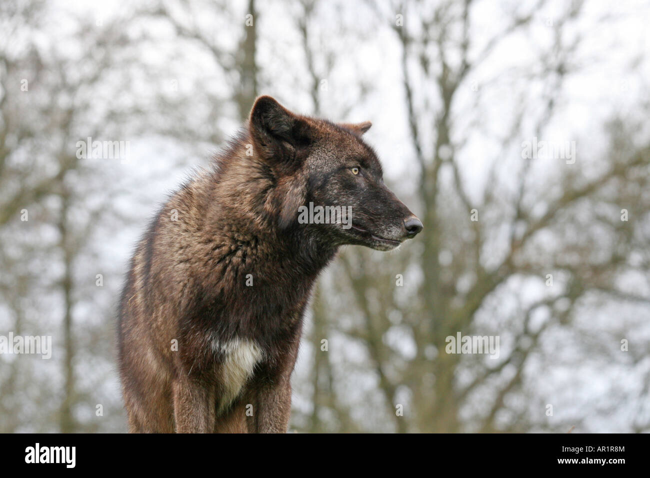 grey wolf canis lupus, Beenham Conservation Trust Reading Stock Photo