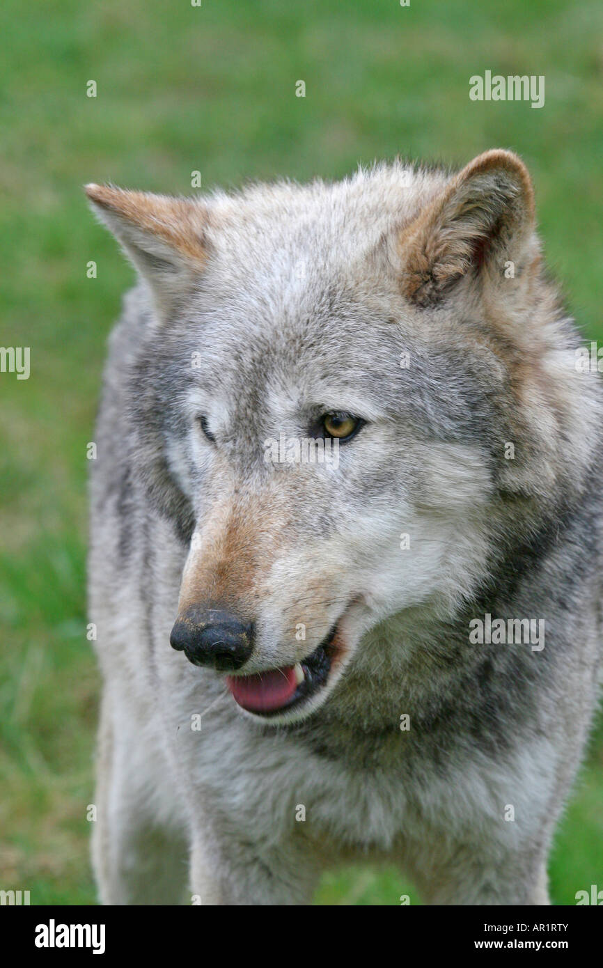 Beenham Conservation Trust Grey wolf canis lupus Stock Photo