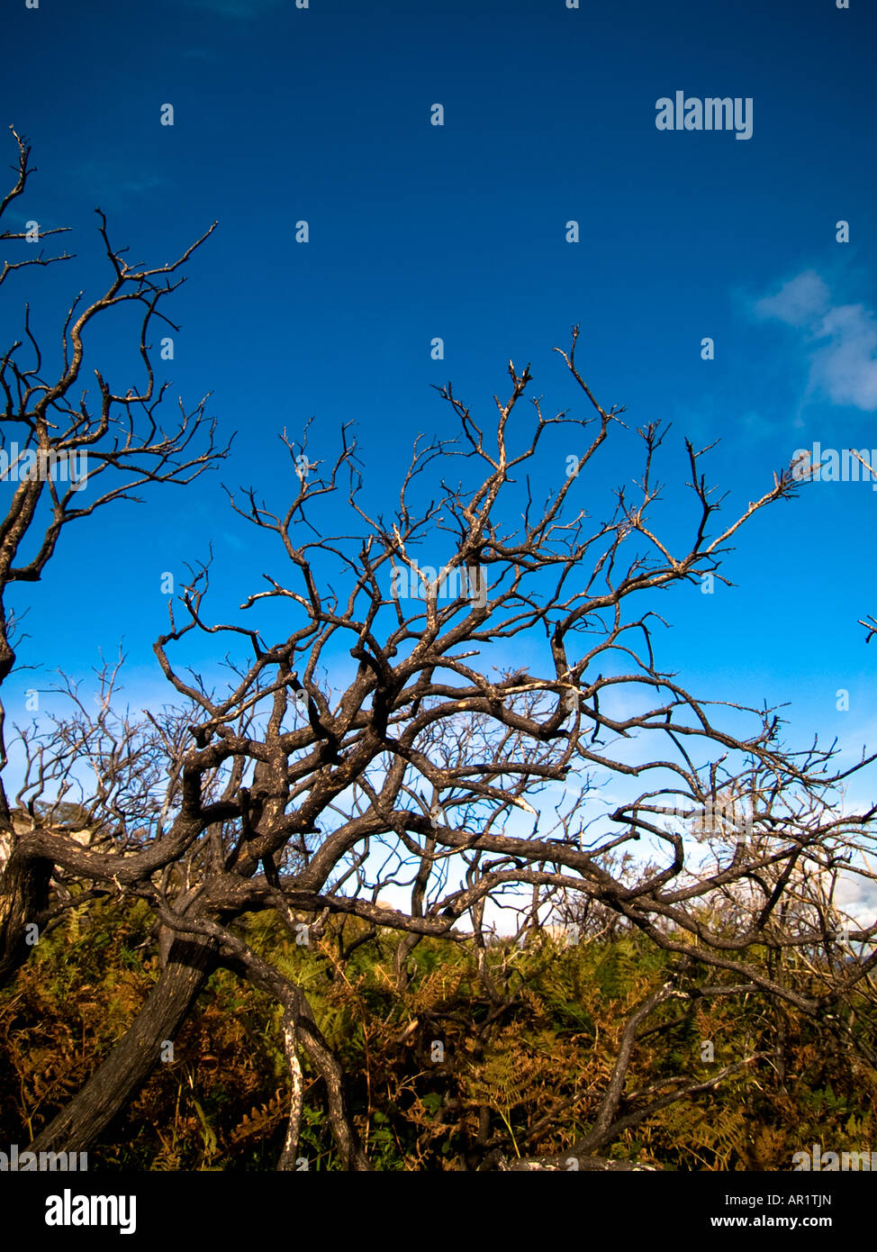 Leafless Tree Stock Photo