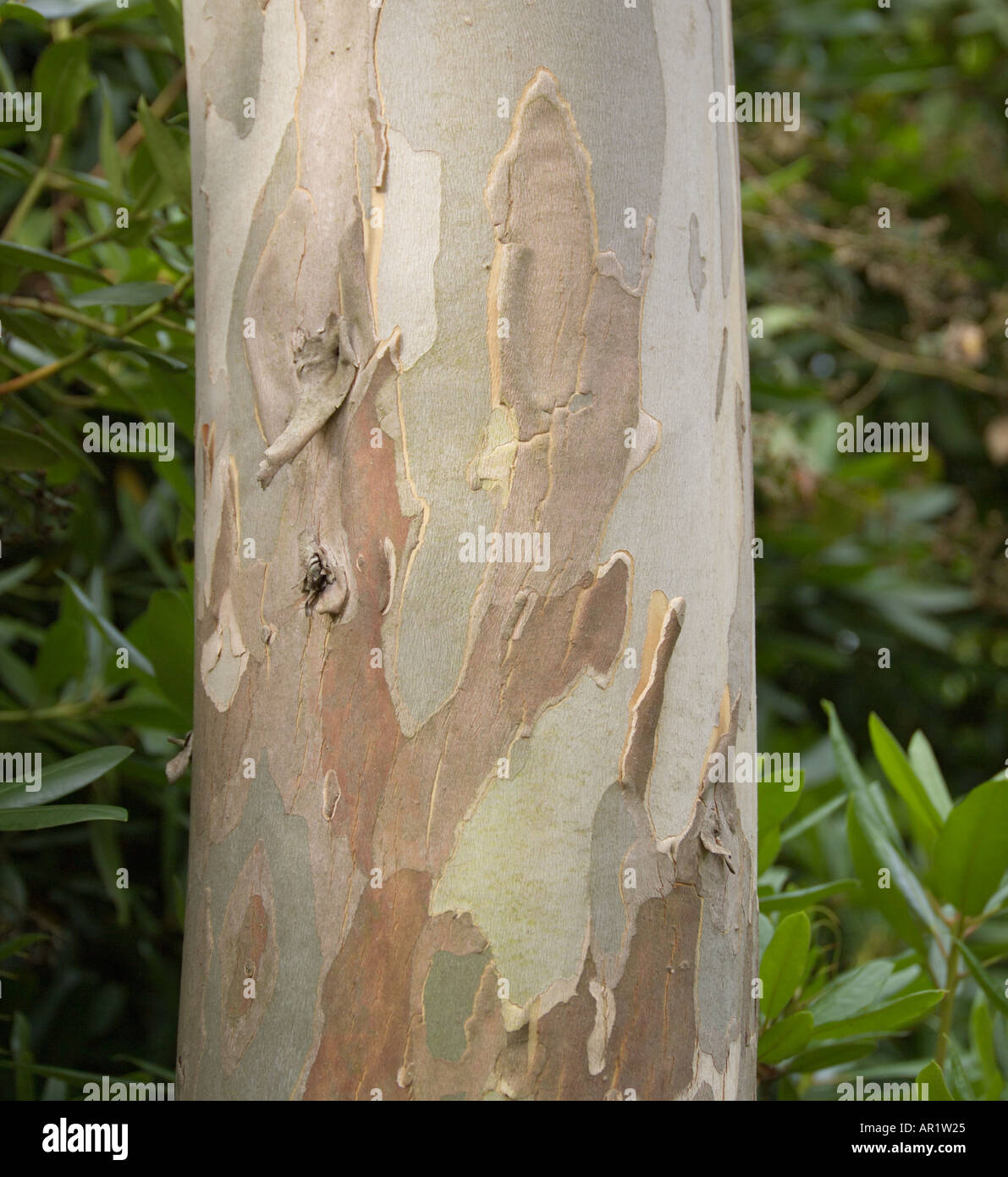 Bark of a Eucalyptus Tree Stock Photo Alamy