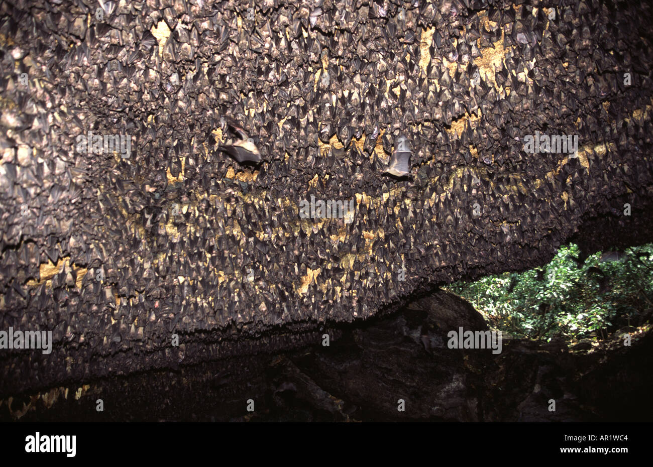 Rousettus aegyptiacus pup hires stock photography and images Alamy